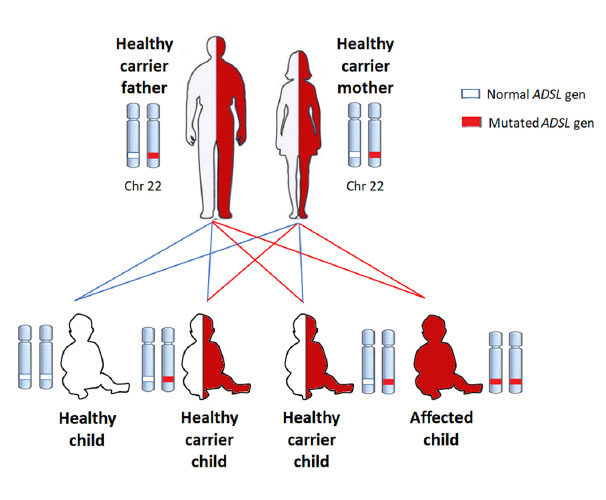 Autosomal recessive inheritance of ADSL deficiency